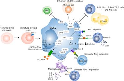 New Discovery of Myeloid-Derived Suppressor Cell’s Tale on Viral Infection and COVID-19